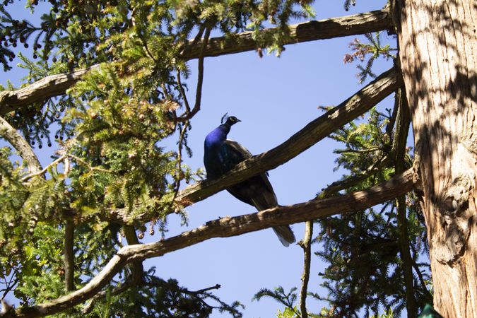 Beautiful peacock in tree