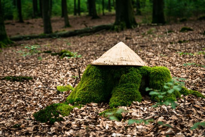 Asian hat on mossy stump