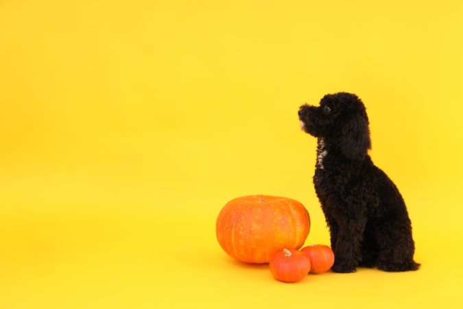 Concept of Halloween, Dog and pumpkins on yellow background