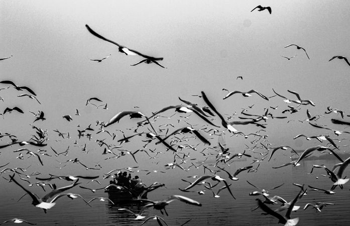 Grayscale photo of birds flying over the water while people sitting on boat