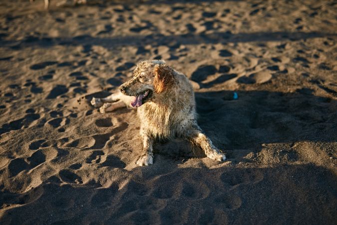 Funny dog on beach