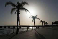 Palms growing on embankment