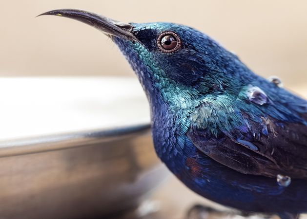 Close up of blue sunbird