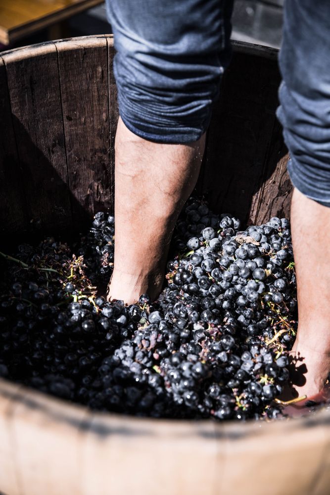 Legs squeezing vine in barrel