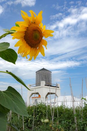 Rooftop farm operation and water tower in Brooklyn, NYC