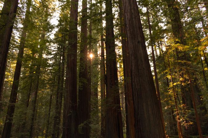 Tall trees at mid day with sun peaking through forest