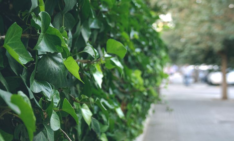Background with fresh green leaves and defocuced city street. Green plants are in the town.