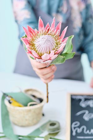 Crop woman demonstrating king protea