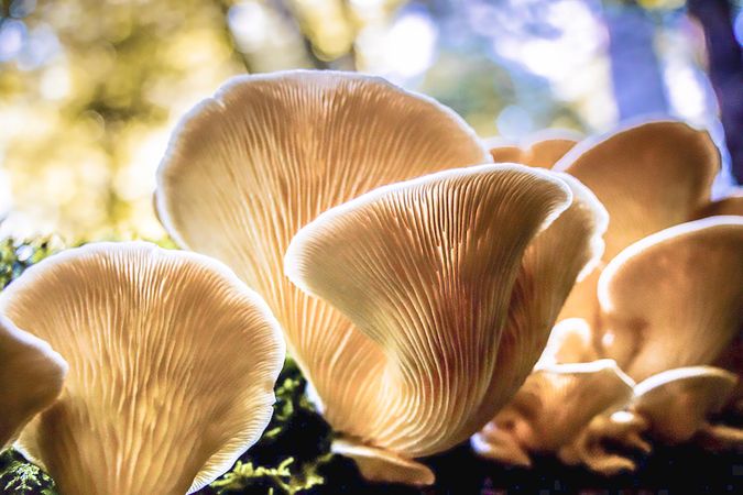 Close up of chanterelle mushroom details