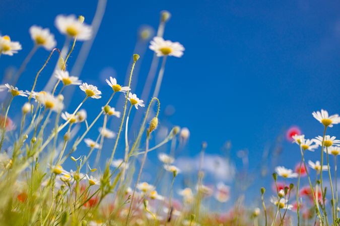 Daisies in a field on a nice day with blue sky