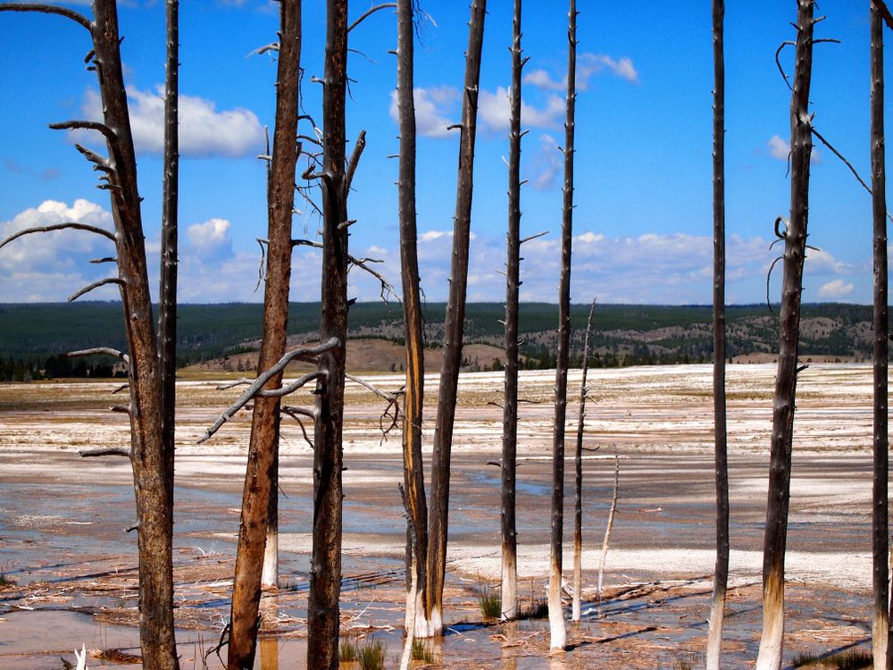 Dead trees in hot springs inside Yellowstone National Park Park