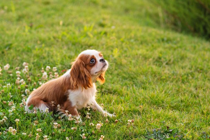 Spaniel puppy on the lawn