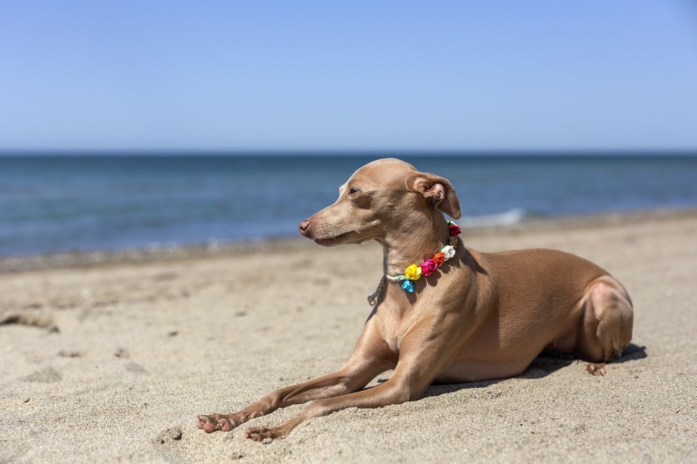 Little italian greyhound dog in the beach