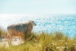 Summer scenery on Sylt island with sheep on the marram grass dunes