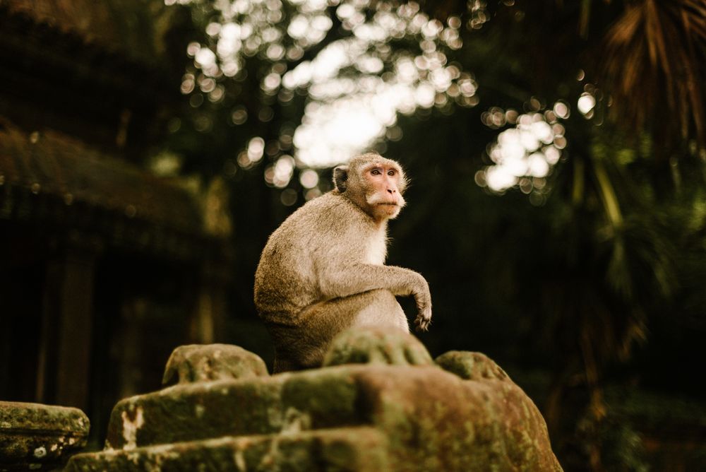 Monkey sitting on stones