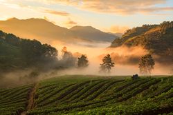 Misty morning sunrise in strawberry garden at Doi Ang khang mountain, chiangmai : thailand