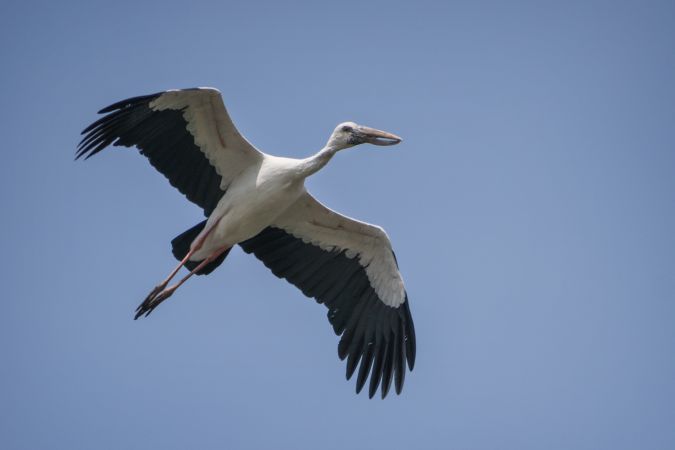 An Asian Openbill flying against a blue sky at Bhigwan Bird Sanctuary in Maharashtra, India