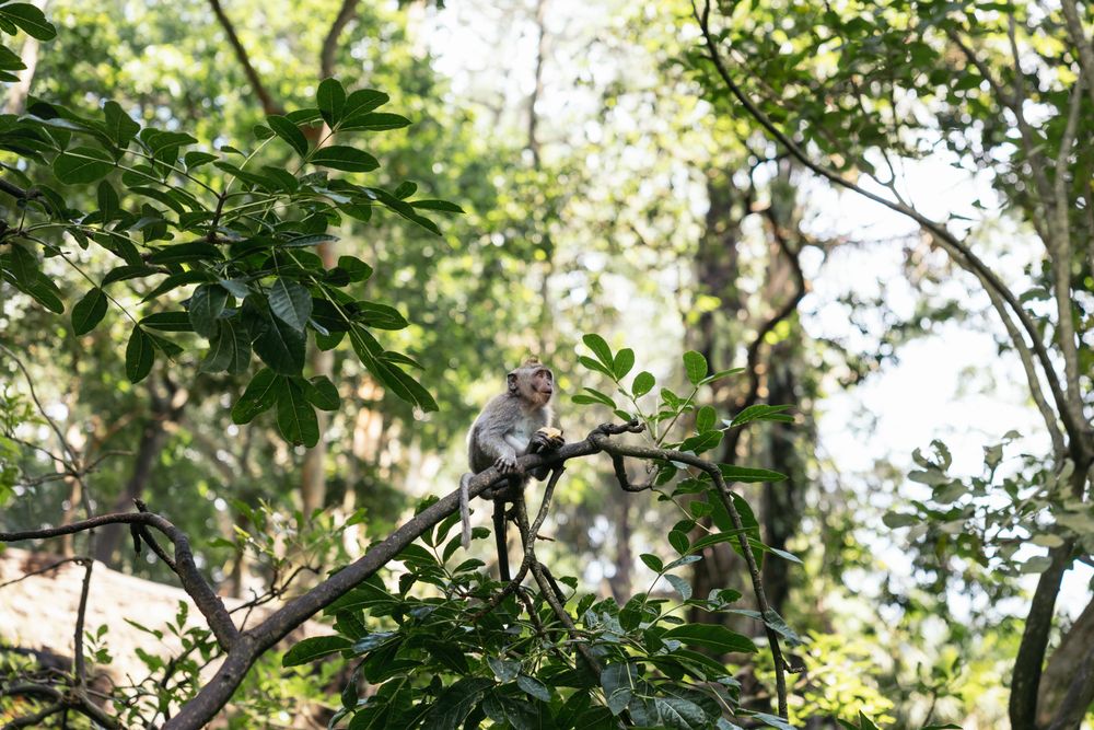 Monkey in Bali