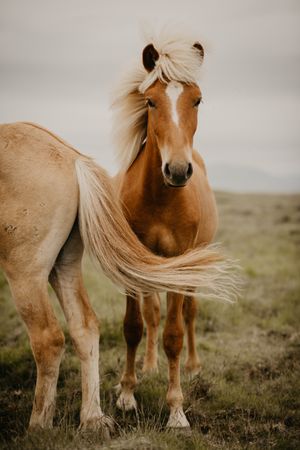 Two beautiful horses trotting in nature