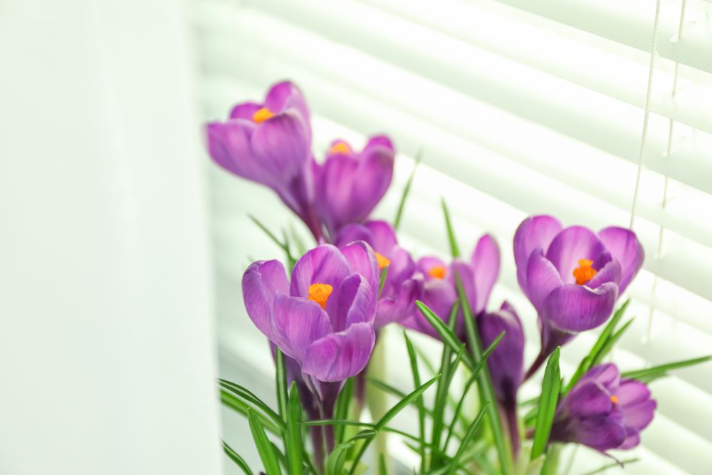 Beautiful spring crocus against light background, space for text