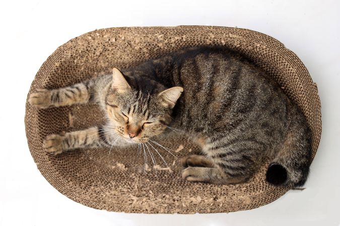 Domestic Cat Sleep on Bed Scratcher Made from Corrugated Paper