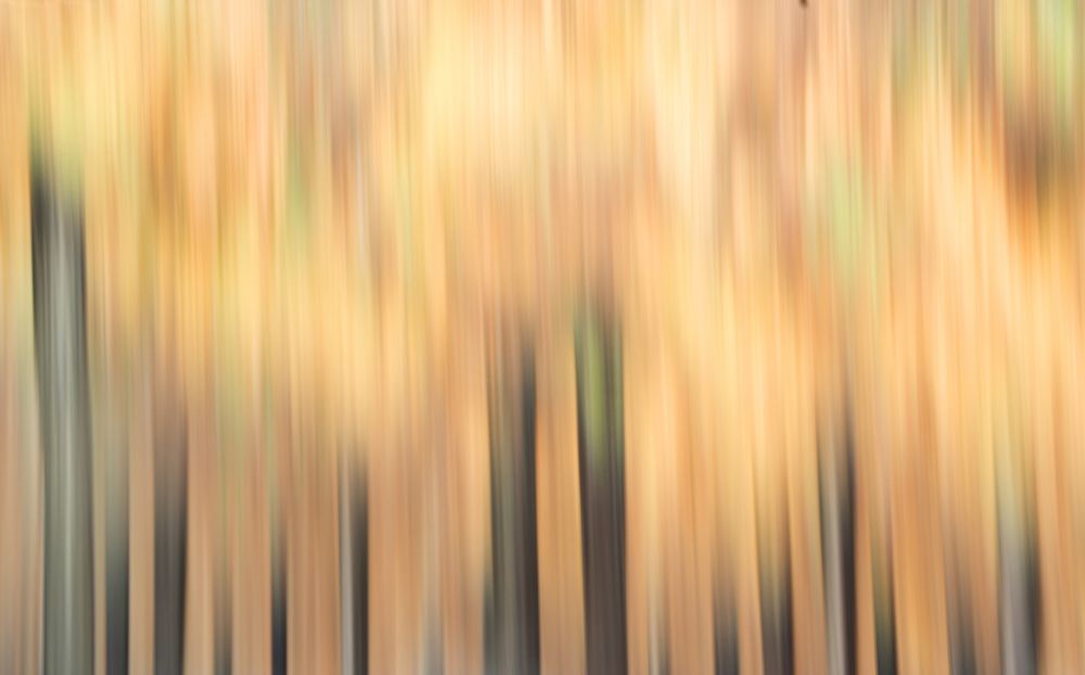 Blurred trees in forest