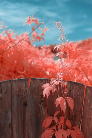 Infrared leaves near lumber fence
