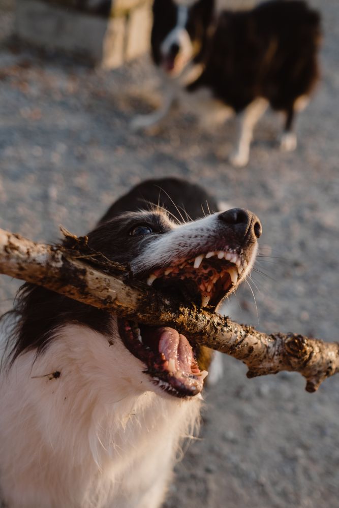 Faceless person having fun with senior Border Collie on road