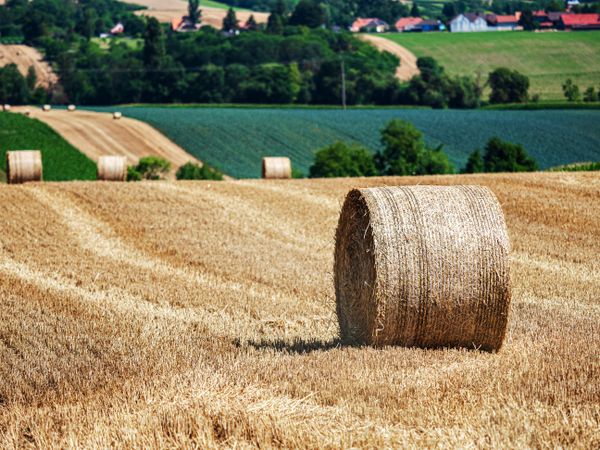 Cylinder-shaped hay bales in the fields of Alsace.