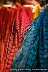 Colorful feathers celebrating Aztec culture 4B8Rd0