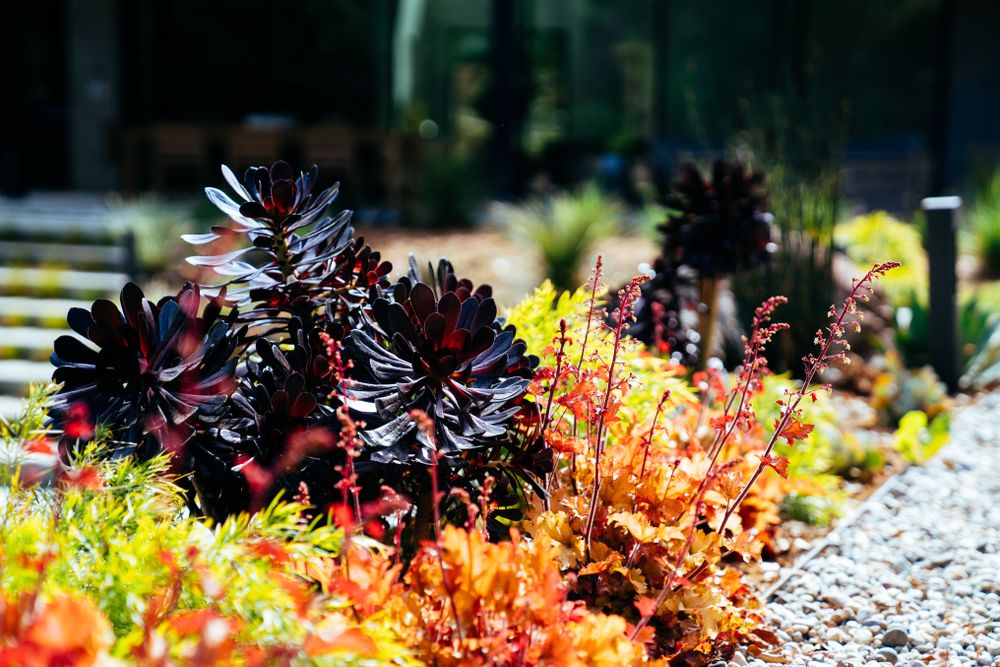 Colorful bed of drought tolerant plants in the sunshine