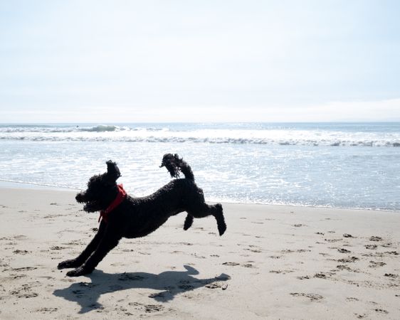 Dog jumping at the beach