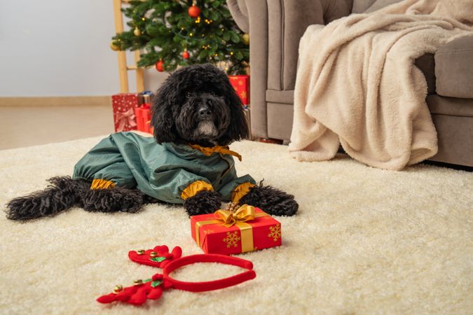 Concept of Merry Christmas, Christmas dog, space for text