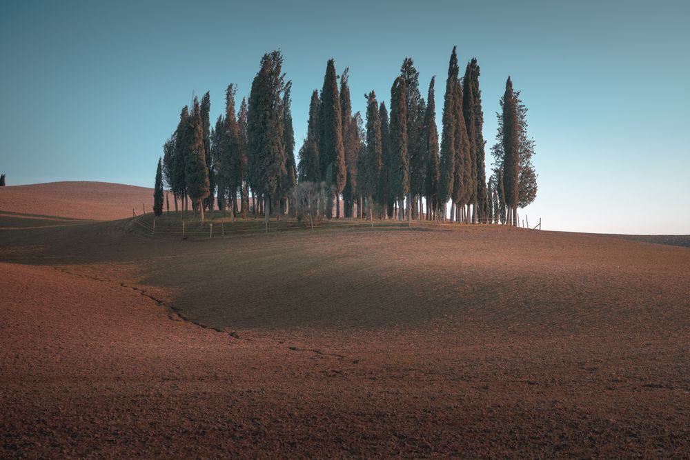 Small grove on empty dry field