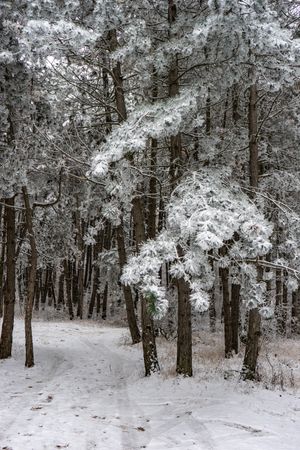 Winter snowy landscape