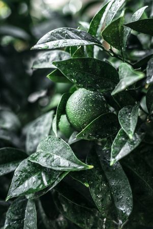 Unripe citrus fruit on branch