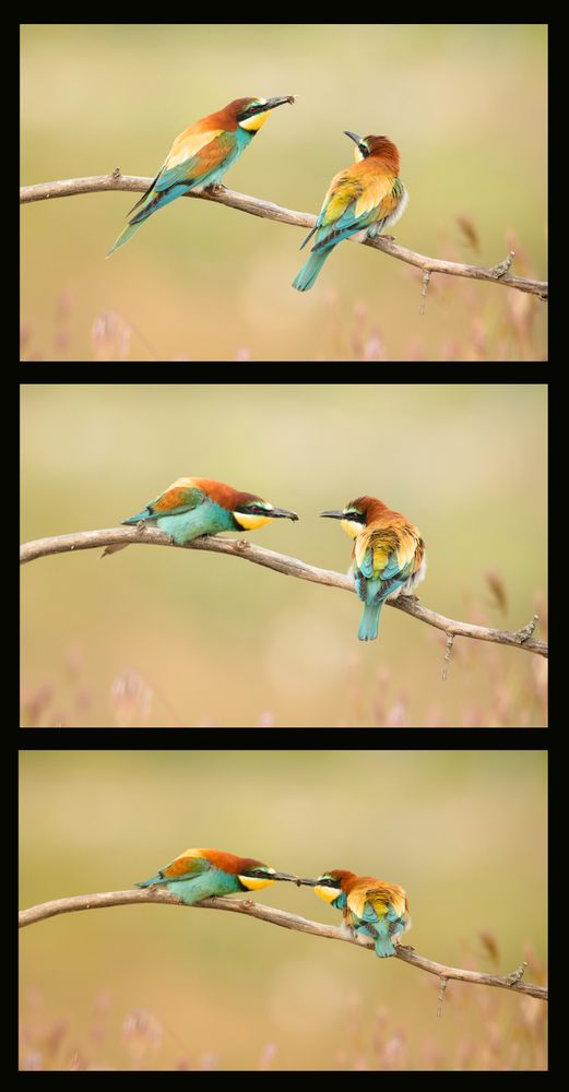 Set of shots of wild birds on twig
