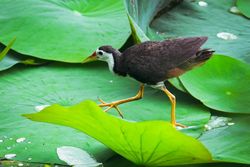 Waterhen bird walking on vibrant green lotus leaves with water droplets
