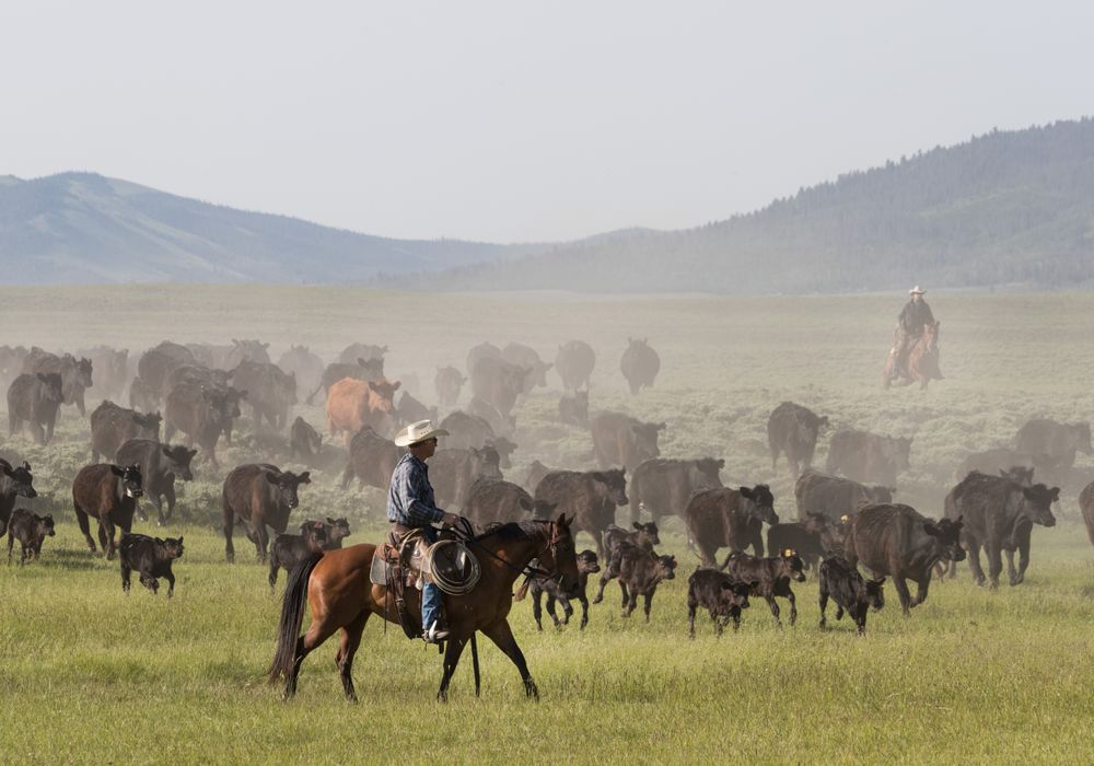 Ranchers round up calfs for branding at  Big Creek cattle ranch near Riverside, Wyoming