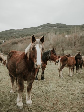 Beautiful horses on meadow