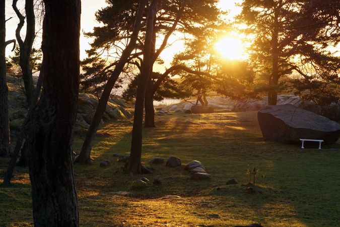 Peaceful meadow in pine forest near lake at sunset