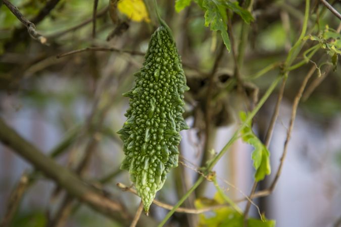 Bitter Gourd or Corolla raw healthy vegetable hanging on the garden tree with the blurry background
