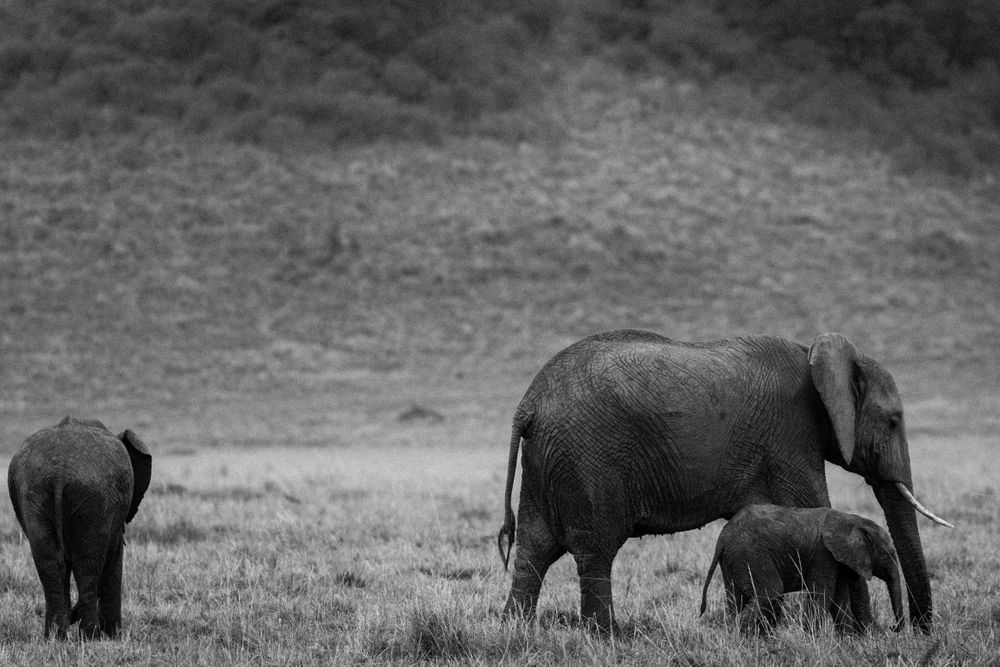 Elephants walking on grass field in grayscale
