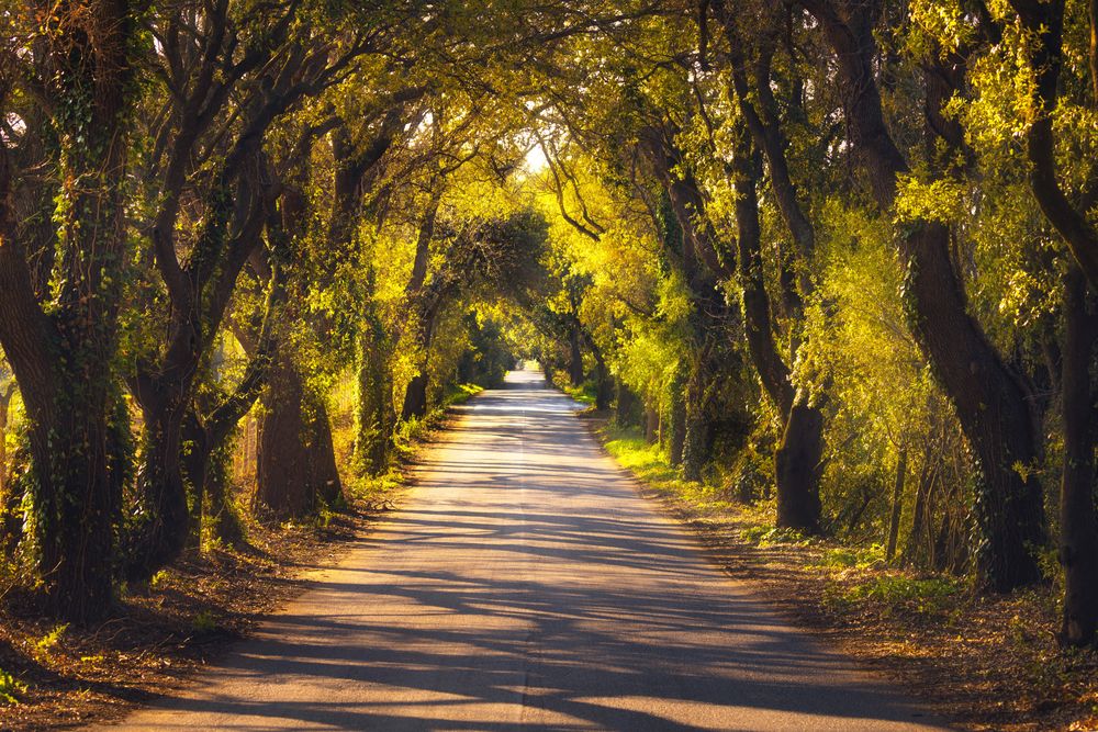 Straight road of fall trees in the sunset along a road in Maremma, Tuscany, Italy