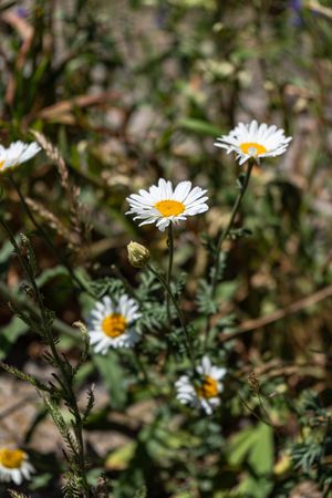 daisy flowers in a meadow