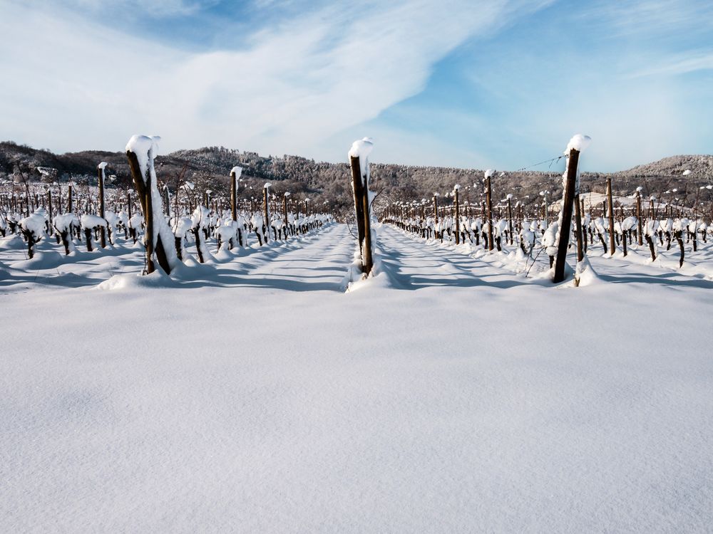 Alsace vineyards under heavy snow on a sunny winter day. Details and top view.