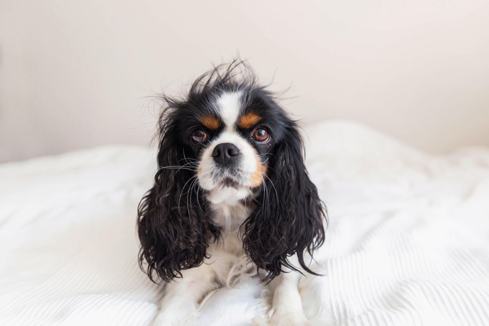 Cavalier Spaniel in bright bed