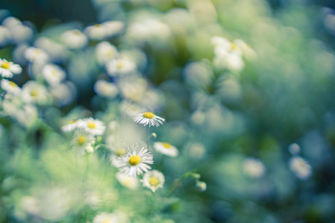 Daisies in a field with selective focus