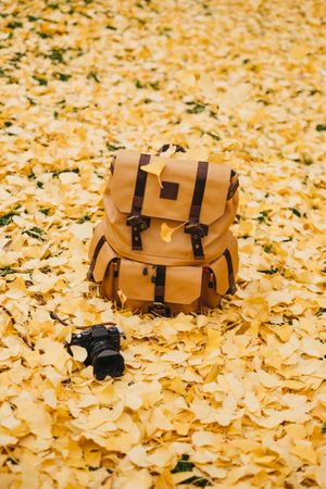 Backpack and camera on autumn leaves background