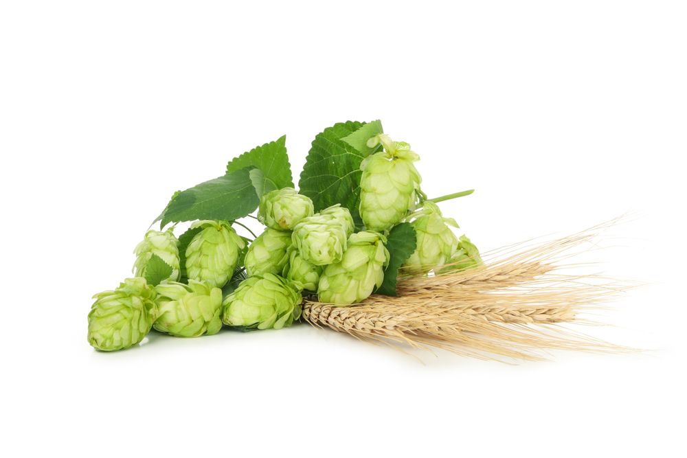 Hop and wheat isolated on light background